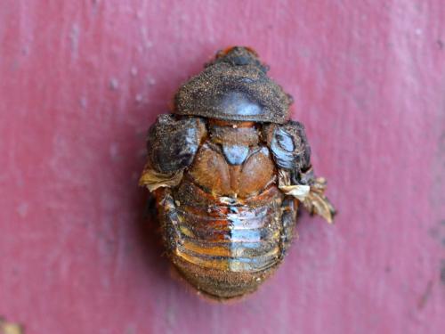 Oryctes nasicornis